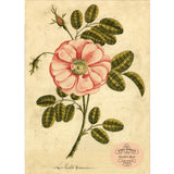 John Derian Paper Goods: Garden Rose 1,000-Piece Puzzle