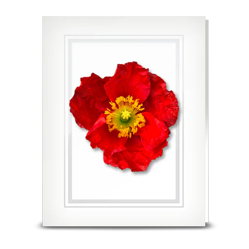Poppy, red - folded card