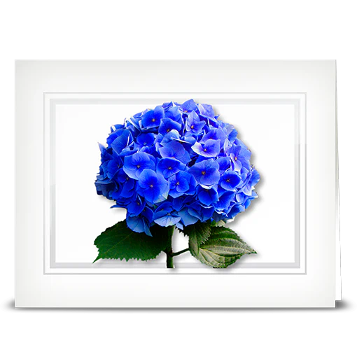 Hydrangea, blue - folded card