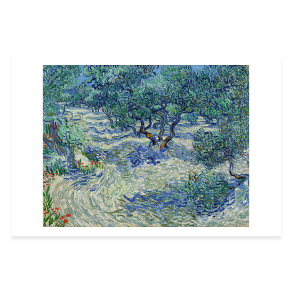 Olive Trees Postcard