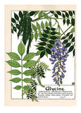 Art Nouveau in Bloom - Everyday Boxed Greeting Cards