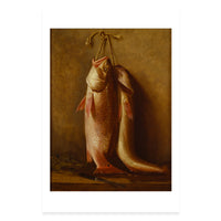 Red Snappers Postcard