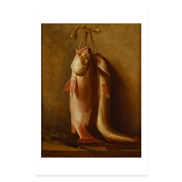 Red Snappers Postcard